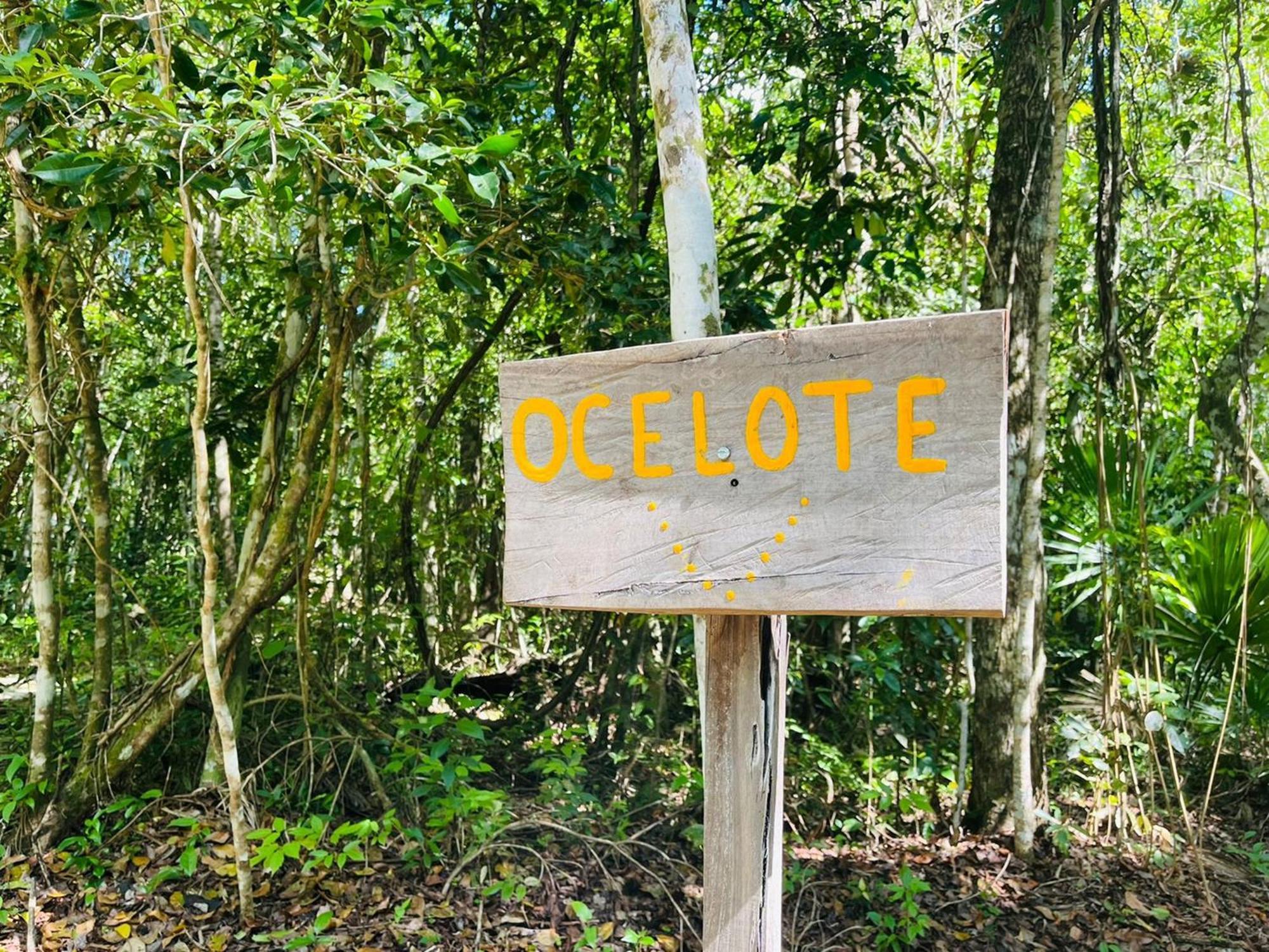 Jolie Jungle Eco Hotel (Adults Only) Leona Vicario الغرفة الصورة