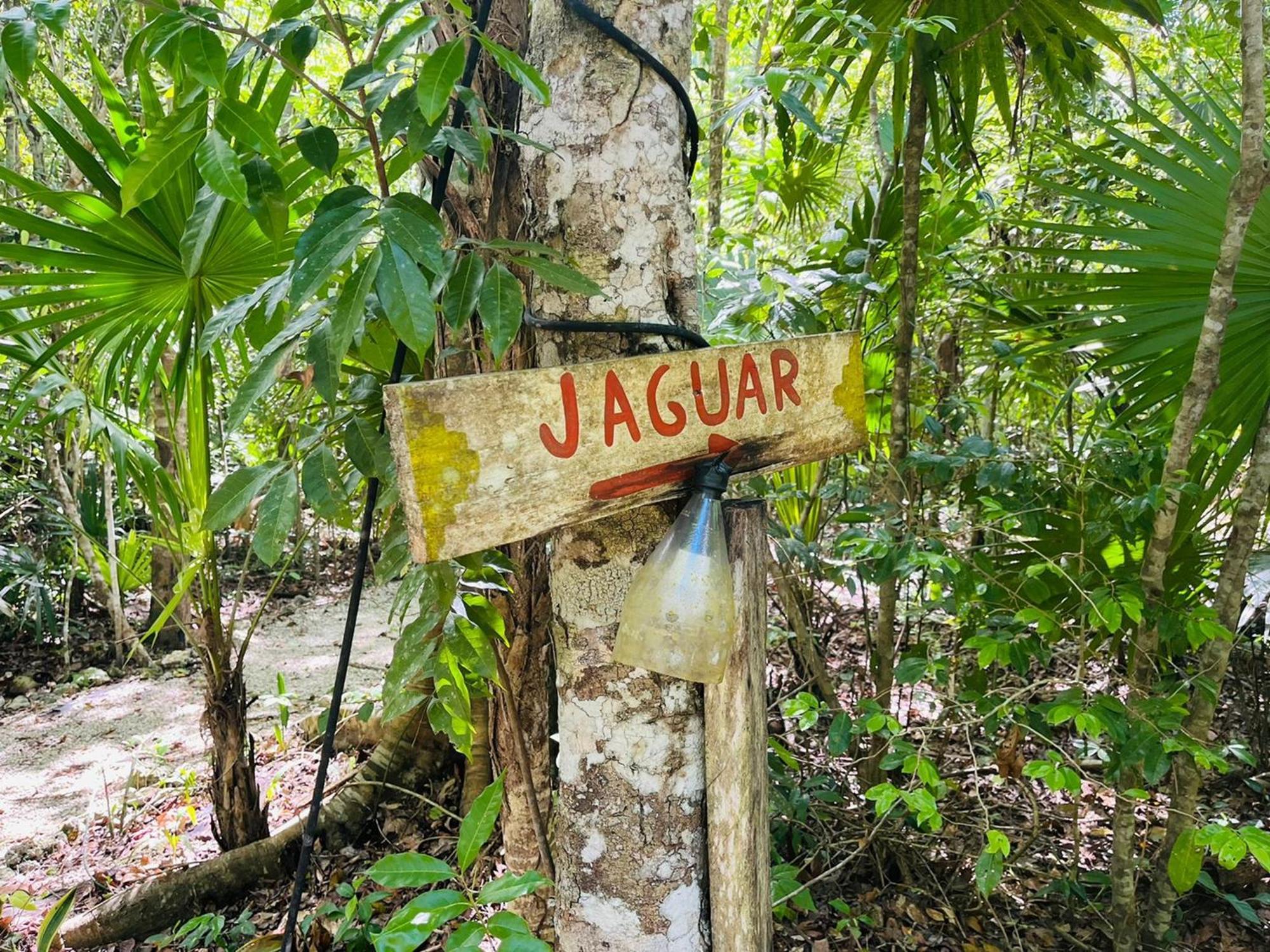 Jolie Jungle Eco Hotel (Adults Only) Leona Vicario الغرفة الصورة